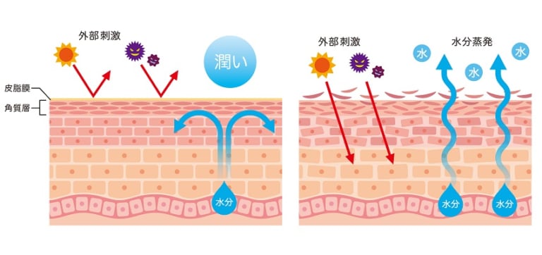 肌のバリア機能　皮膚構造