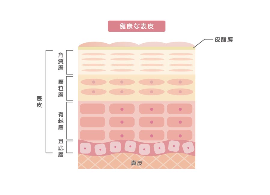 表皮