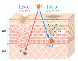 UV-A・UV-B図