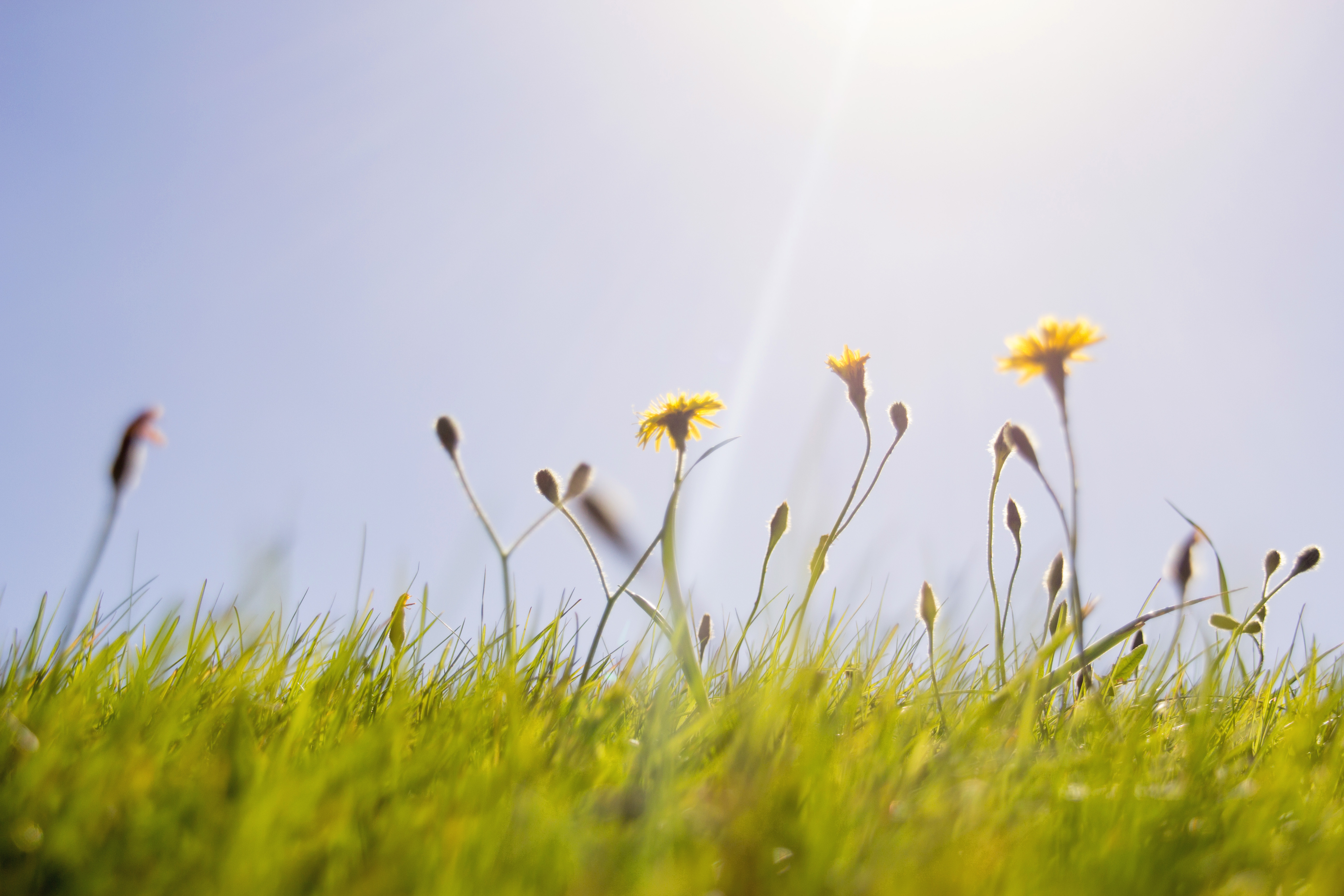 yellow-flowers