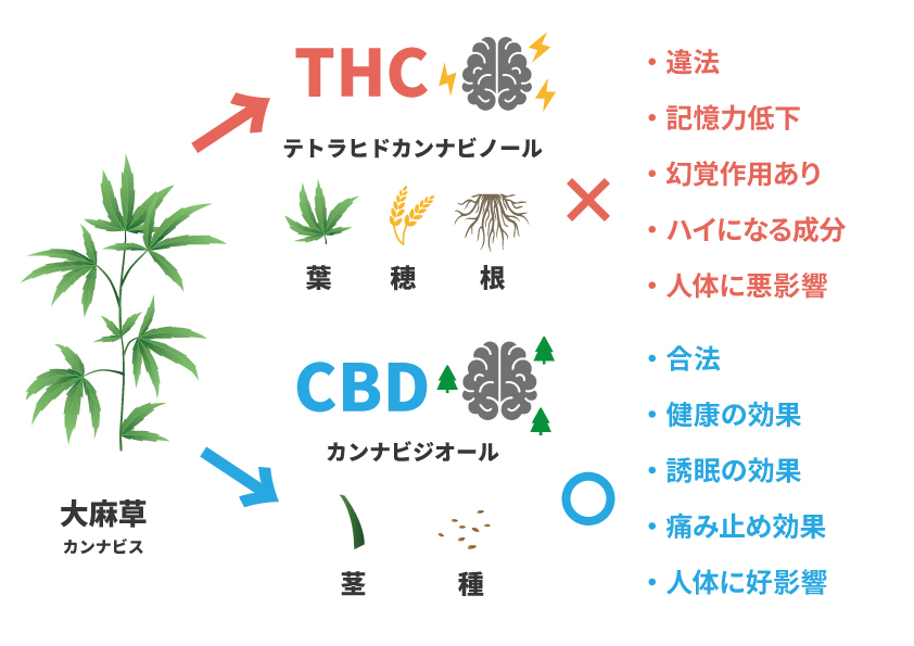 CBDとTHCの違い